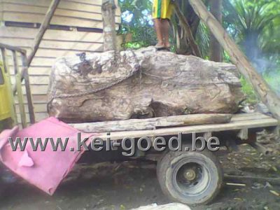 versteend hout delfen