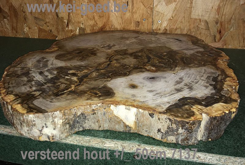 natuurstenen tafelblad fossiel bruin ± 50cm doorsnee. - Afbeelding 2
