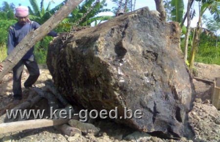 versteend hout delfen