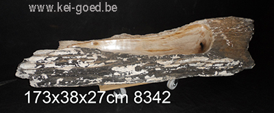 Lange versteend houten wasbak fossiel