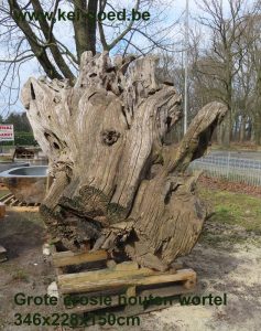 Grote erosie houten wortel